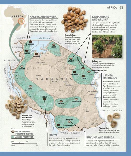 Tanzania Coffee القهوة من تنزانيا